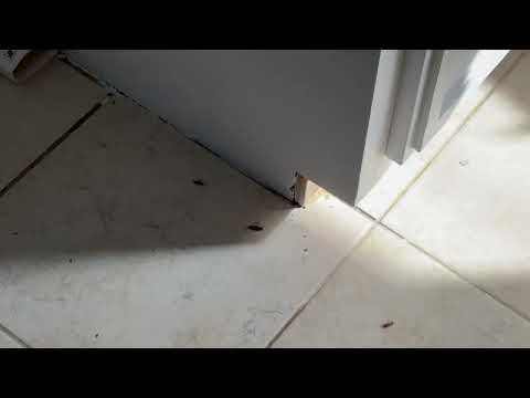 Apartment Loaded with Cockroaches in West...