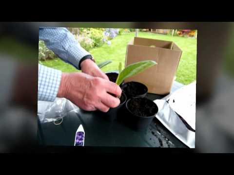 potting up streptocarpus plugs