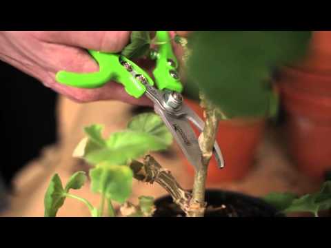 Så beskär du pelargoner