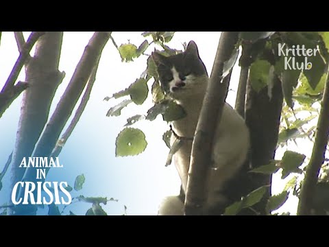 Cat Stuck In A Tree Cries For Days To Bring Him Water To Survive | Animal in Crisis EP93