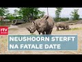 Neushoorn verdronken in Wildlands na fatale date | RTV Drenthe
