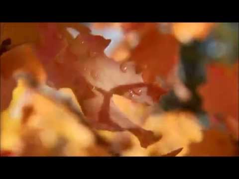 The Changing Seasons | Lisa Gerrard - Elegy