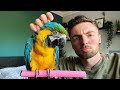 Rehoming A Parrot The First 24 Hours PROJECT BLUE AND GOLD MACAW