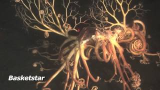 THE BERING SEA SUBMARINE ADVENTURES - Starfish Series