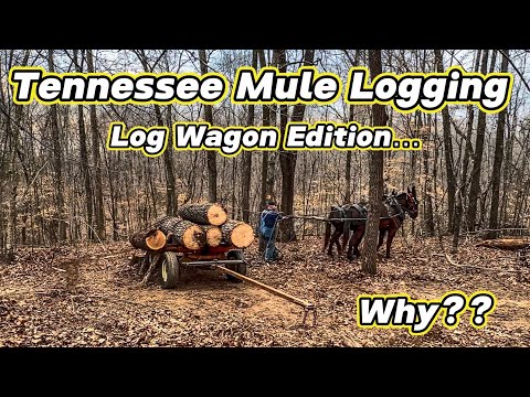 Mules, Logging, and a Wagon! BUT WHY? #304 #horselogging #drafthorses #logging #old #forrest 