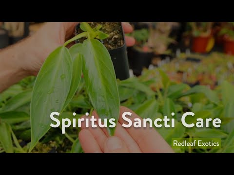Philodendron Spiritus Sancti | Plant Talk + Care Tips