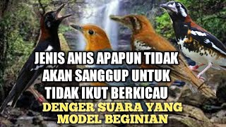 Download lagu TERAPI ANIS MERAH CEPAT BUNYI || PANCINGAN SEMUA JENIS PUNGLOR || KICAUAN ANIS KEMBANG ANIS CENDANA mp3 Download lagu TERAPI ANIS MERAH CEPAT BUNYI || PANCINGAN SEMUA JENIS PUNGLOR || KICAUAN ANIS KEMBANG ANIS CENDANA mp3