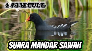 Download lagu (1 JAM FULL PIKAT MANDAR) suara pikat burung mandar sawah,perlung,mandar batu, suara KERAS ‼️ mp3
