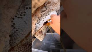 روعه عسل الجبال خلية عسل بوطويق الحمدلله #shorts