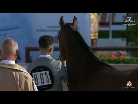 N 63 ROUYA AL DAWLA   GCAT Valkenswaard 2025   Junior Fillies Class 2B