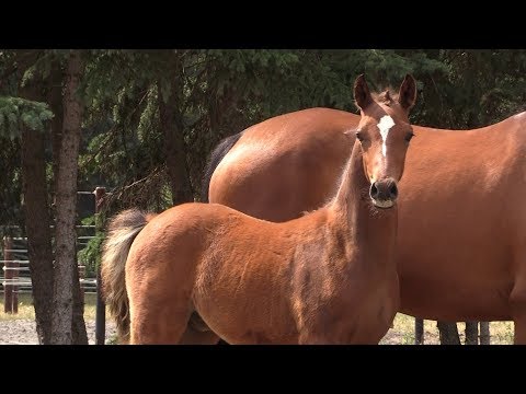 Nr. 15 MANOLITO HF von Magic Friday B - Kaiser Konrad