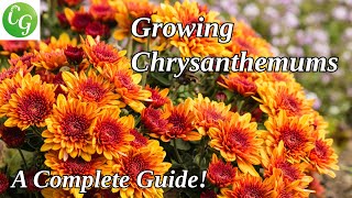 How To Grow Chrysanthemum/Mums - Chrysanthemum Plant Care, Propagation &amp; Chrysanthemum Growing Tips