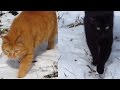 Cats On The Snow Black And Ginger