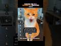Ranking The Best Orange Cat Behaviors Part 2