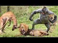 Rare Sight Fierce Baboon Attacks Cheetah To Save Impala Baboon Vs Cheetah Lion
