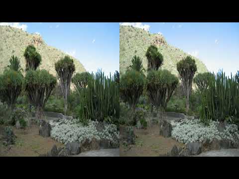 Gran Canaria em 3D 4K: Botanischer Garten ``Jardín Canario Viera y Clavijo“ - Parallelanordnung