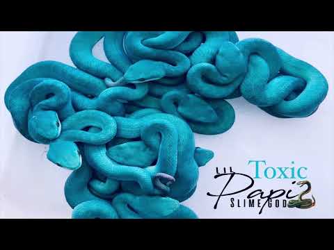 Lil Papi SlimeGOD - “Toxic” 🦈 (Official Audio) RICHGANG
