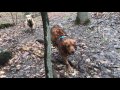Barney Layla And Shogi At South Mountain Reservation