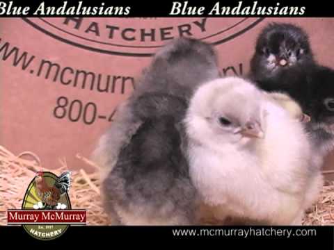 , title : 'Blue Andalusians - Murray McMurray Hatchery'