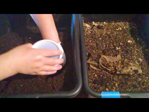 Red Wiggler Worm Migration: Food Burrito vs Bait Cup - Ep 4