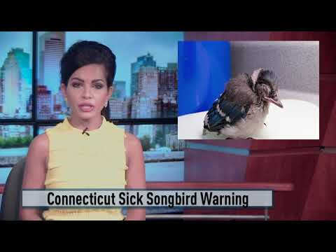 Warning Sick Songbirds