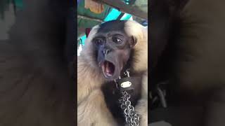 Download lagu Suara monyet mp3