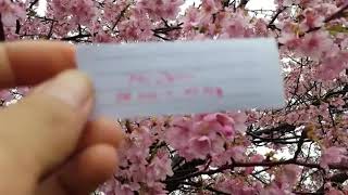 Download lagu Bunga Sakura jepang . ASLI !! mp3 Download lagu Bunga Sakura jepang . ASLI !! mp3