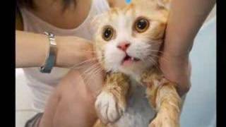 Sad Wet Cats - Hilariously Funny! - poor kitties