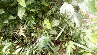 Download lagu Menjaring burung sungai, meninting kecil/kacer air mp3 Download lagu Menjaring burung sungai, meninting kecil/kacer air mp3