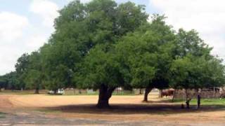 preview picture of video 'Senegal: Dakhar bi (The Tamarind Tree)'