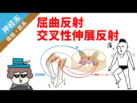 反射 (運動反応)について詳しく解説