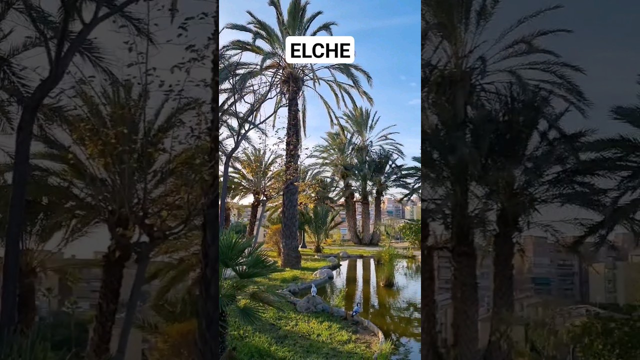 🐊 Krokodyl? Gaj palmowy #elche #hiszpania #podróże...