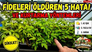 Domates ve Biber Fidelerini Öldüren 5 Ölümcül Hata🍅Evde Fide Yetiştirirken Bilme