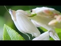 Amazing Insect Camouflage In Nature Bugs Insects Spiders Love Nature
