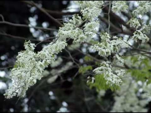 Ha Noi co em - Vietnamese song - Quang Dung - Hong Ngoc