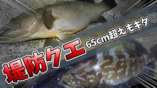 【クエ釣り】シーズン到来！65cmオーバー出た！堤防クエ釣りって最高☆