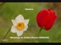 Masters - Namaluję na niebie (Dance Version ...
