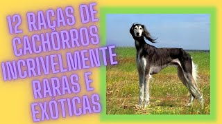 As 12 RAAS de cachorros incrivelmente RARAS e EXTICAS