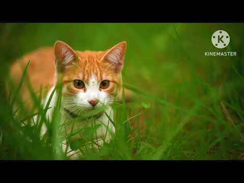 ye Billi kya dekh rahi hai😺😺