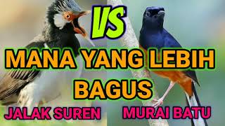Download lagu KICAU JALAK SUREN VS MURAI BATU MANA YANG PALING GACOR mp3