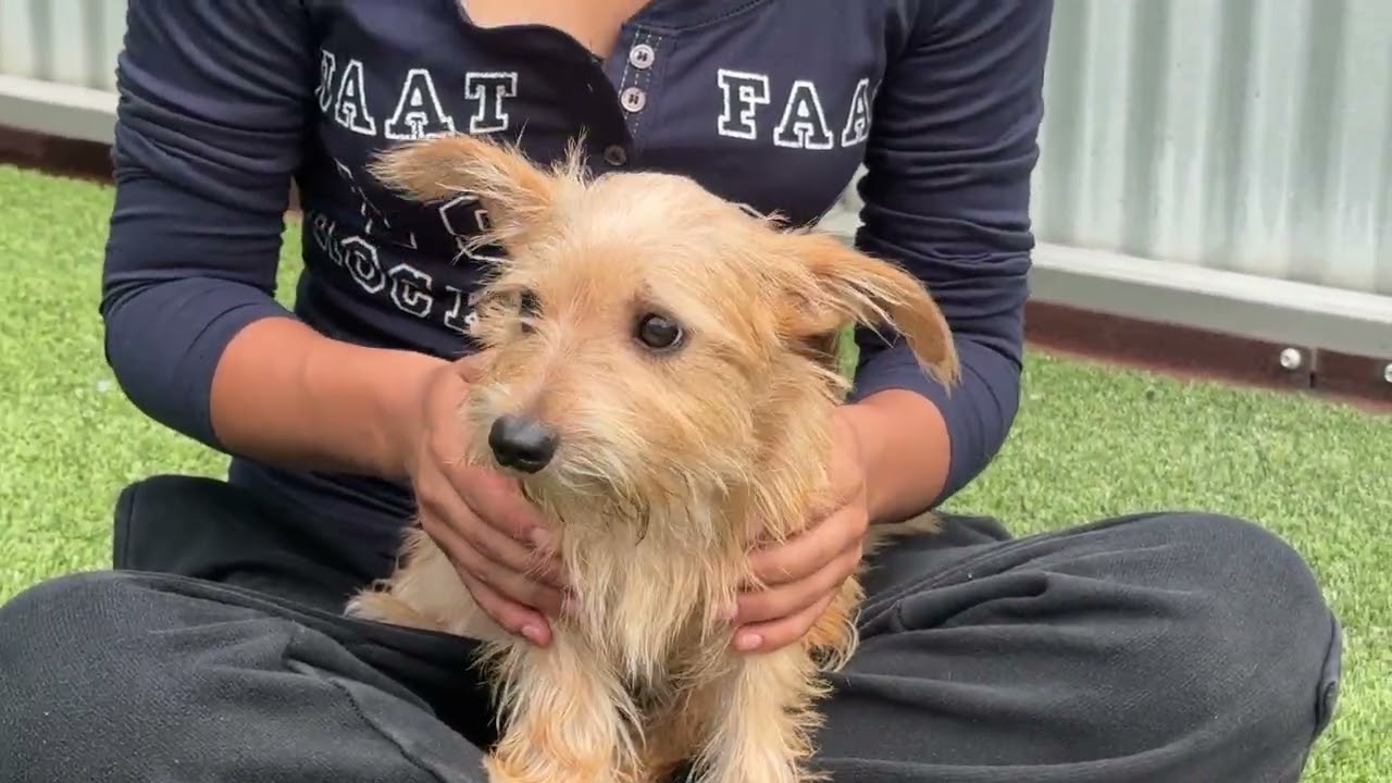 Enlarge Buck, a Adoptable mixed breed in Austin, TX video 2/5