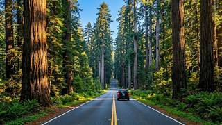 Scenic Drive Through North California Redwood Forests | Avenue of the Giants & Redwood NP | 4K HDR