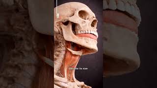 The only bone not connected to others