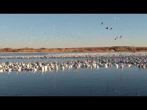 Snow Geese a plenty!