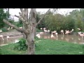 Safaripakr Beekse Bergen Chileense Flamingo 2016