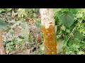Cat Fighting Video In Forest Live Part 1 Funny Interesting Video