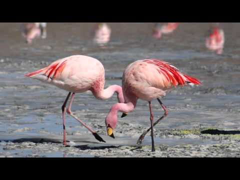 Walkthrough Walkthrough