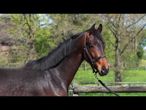 2019 Stallion Fürst Jazz x Zonik