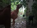 Kanto Se Dosti