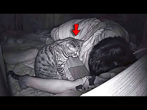 Man Set Up Hidden Cam To Find Out What His Cat Was Doing At Night And He Was Shocked